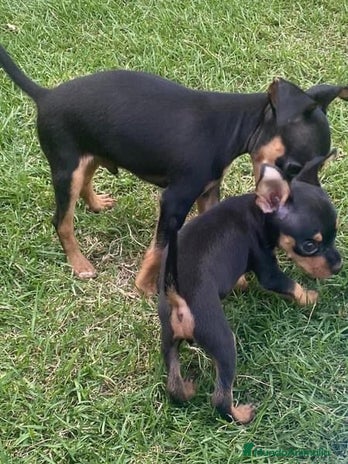 Pinscher Miniatura perros - Anuncio 2