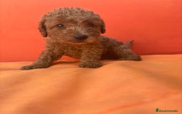 Caniche Enano perros en venta: Caniche enano pequeño  - Imagen 17