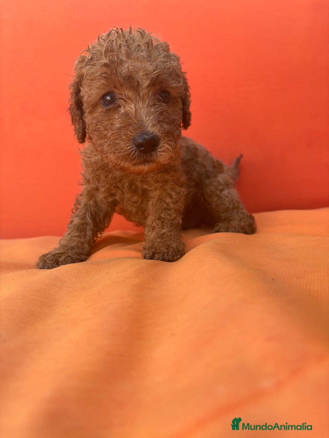 Caniche Enano perros en venta: Caniche enano pequeño  - Imagen 17