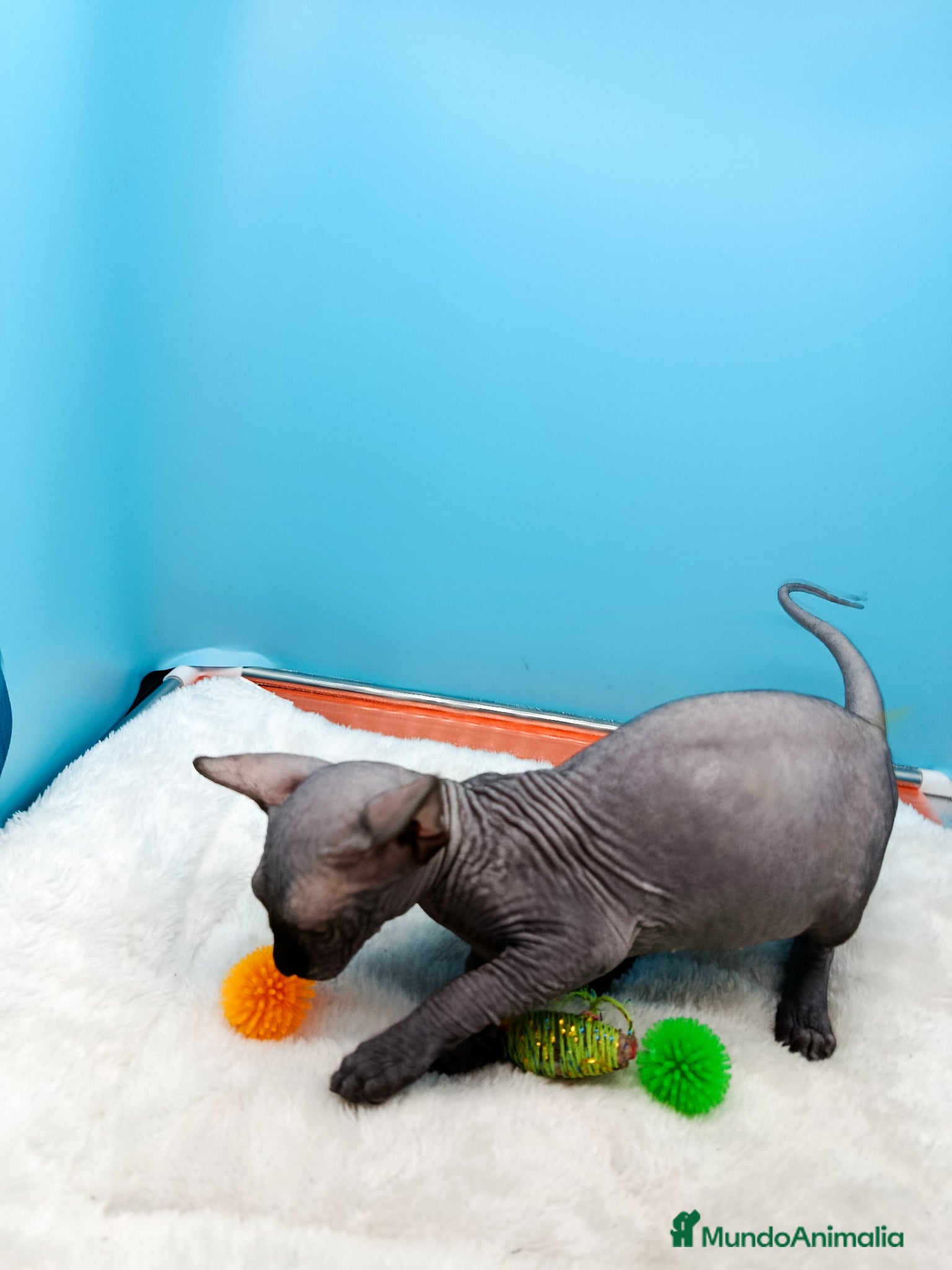Sphynx gatos en venta: Preciosa gatitos egipcios  - Anuncio 12