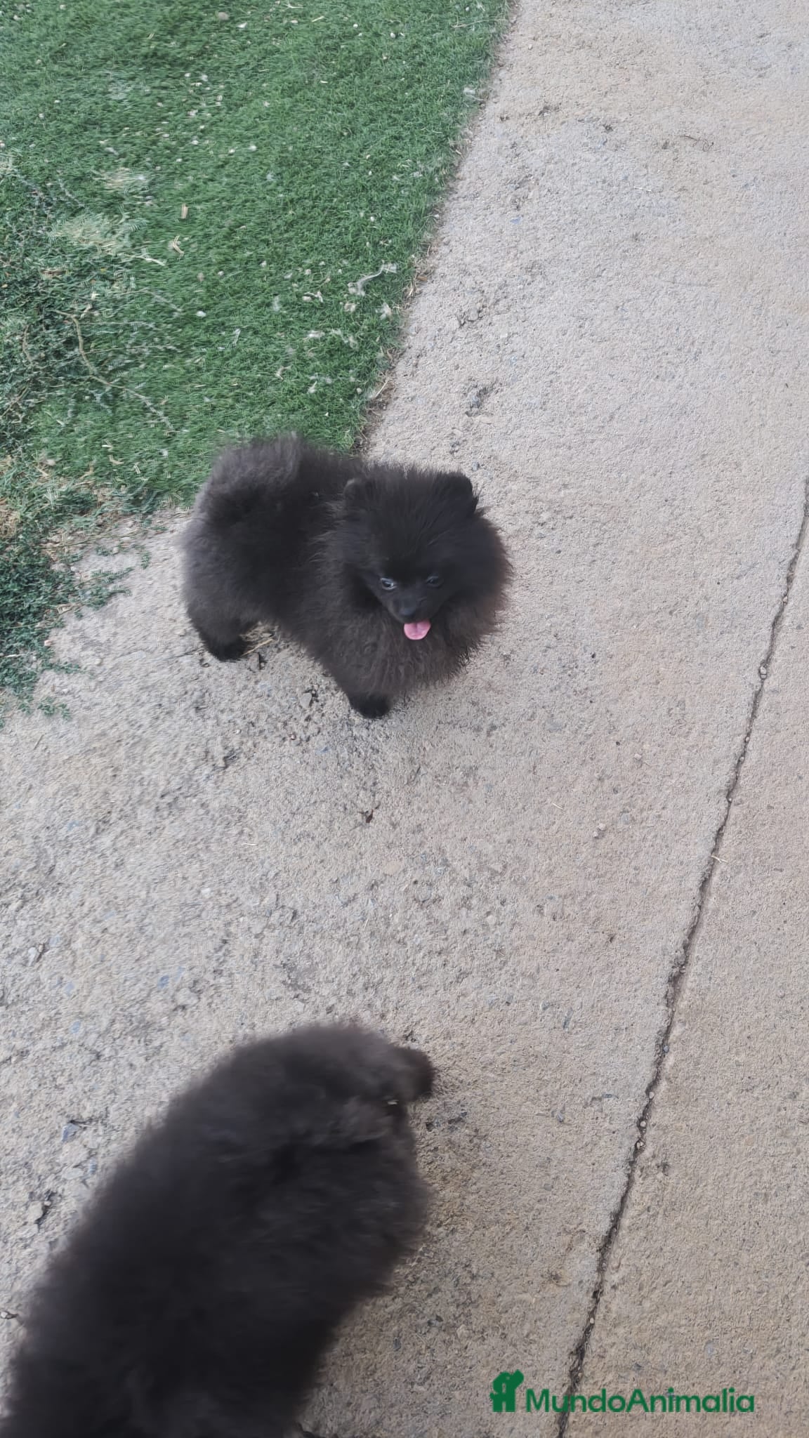 Pomerania perros Pomerañia mini - Anuncio 2