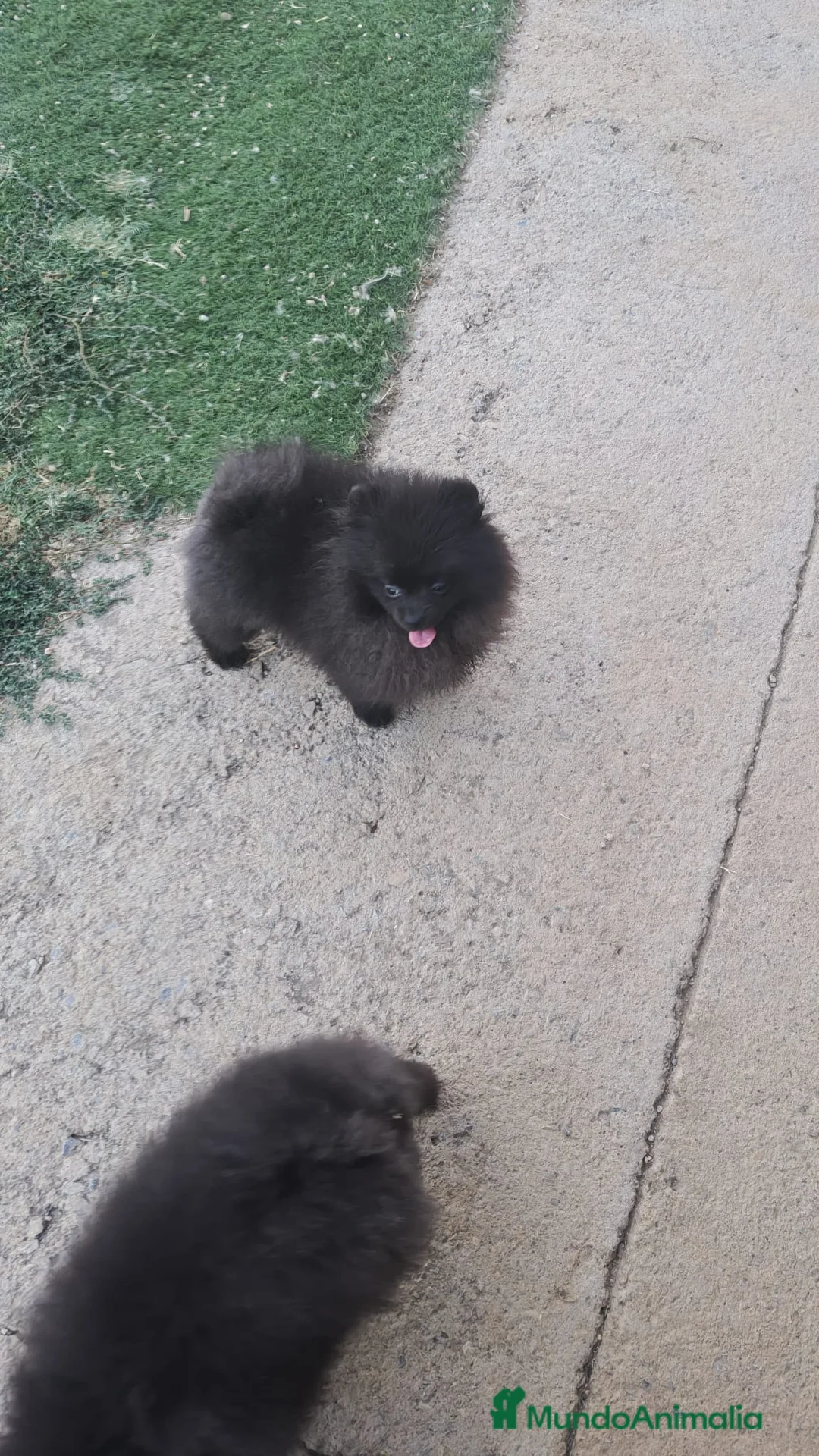 Pomerania perros en venta: Pomerañia mini - Anuncio 2