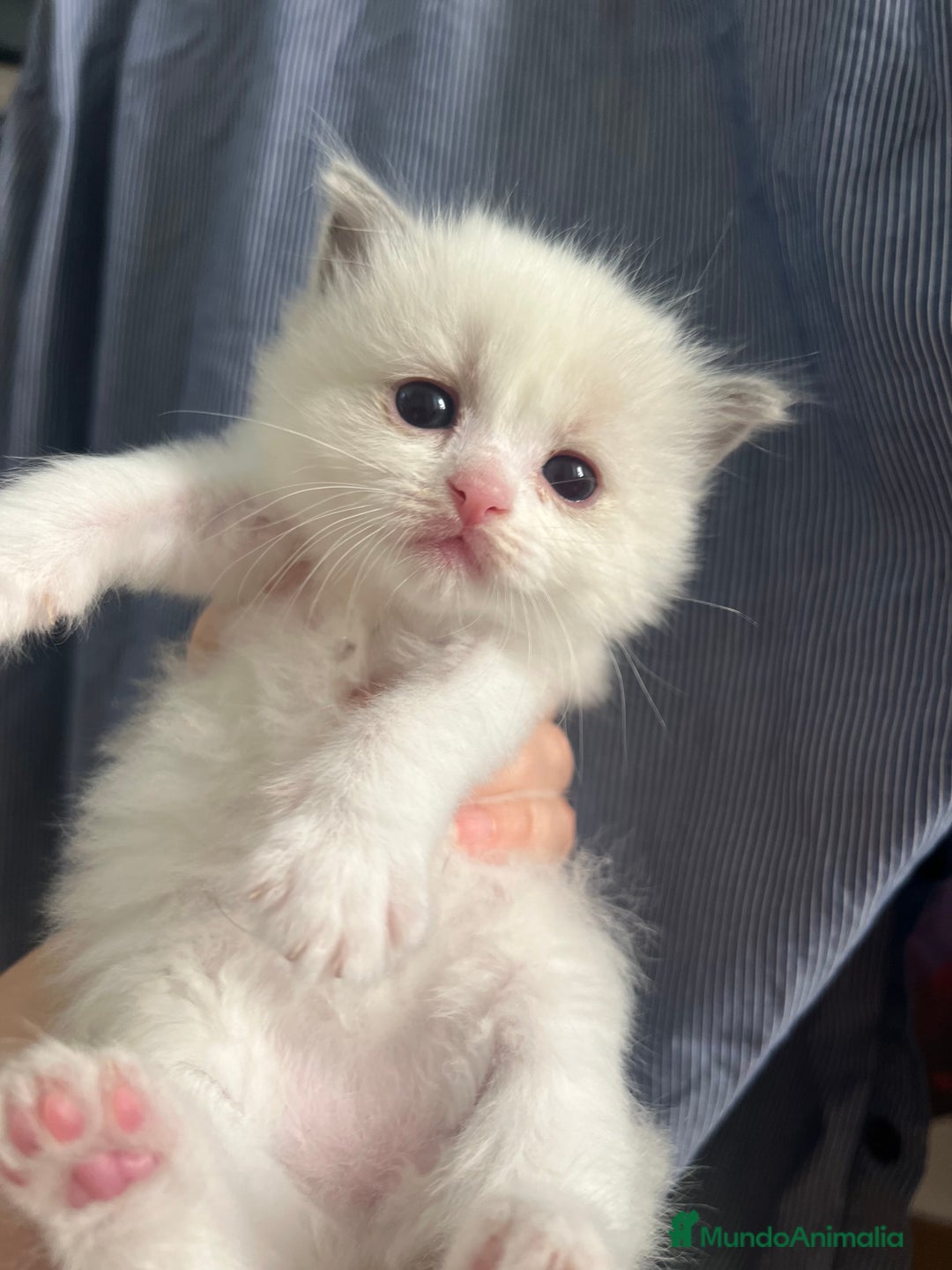 Ragdoll gatos en venta: Ragdolls - Imagen 5