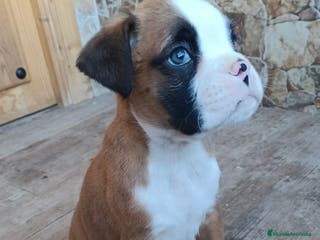 Boxer perros Bóxer - Anuncio 2