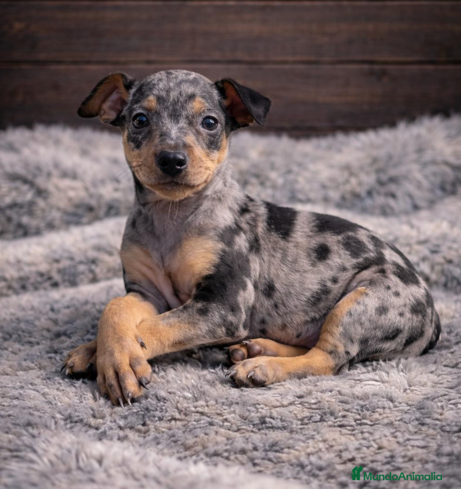 Pinscher Alemán perros EXCLUSIVOS PINCHER MERLES - Anuncio 1