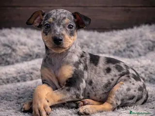 Pinscher Alemán perros EXCLUSIVOS PINCHER MERLES - Anuncio 1