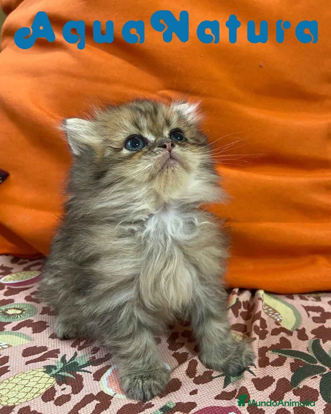 Británico de Pelo Largo gatos  British Longhair Macho 6421 AQUANATURA - Anuncio 2