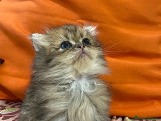 Británico de Pelo Largo gatos - Anuncio 8