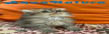  British Longhair Macho de Skay y Coco 6421