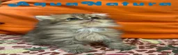 Británico de Pelo Largo gatos en venta:  British Longhair Macho 6421 AQUANATURA - Anuncio 1