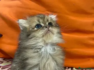 Británico de Pelo Largo gatos British Longhair Macho 6421 AQUANATURA - Anuncio 1