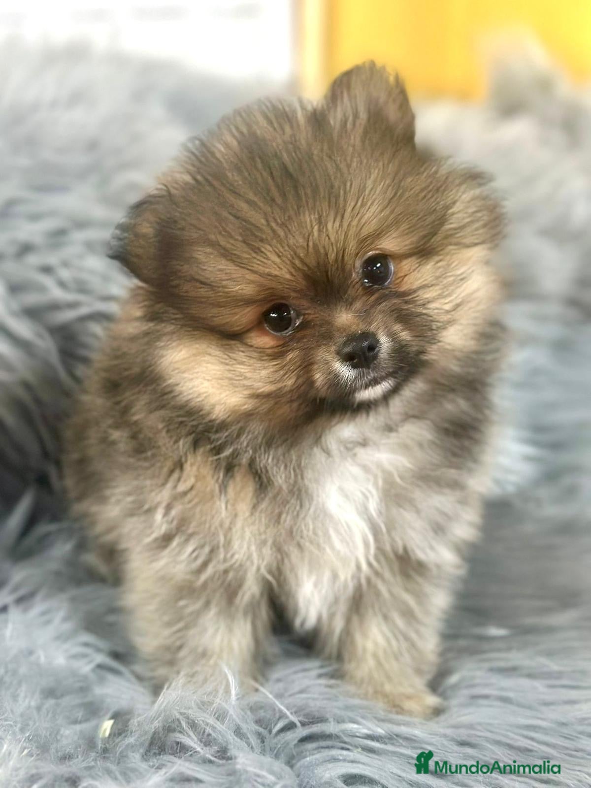 Pomerania perros POMERANIA DISPONIBLE - Anuncio 2