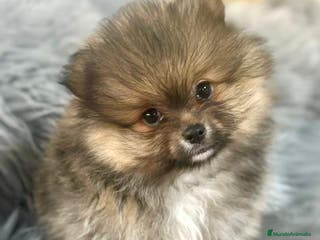 Pomerania perros POMERANIA DISPONIBLE - Anuncio 2