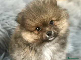 Pomerania perros POMERANIA DISPONIBLE - Anuncio 30