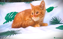 Británico de Pelo Corto gatos en venta: Gatito british shorthair color red tabby.  - Imagen 1
