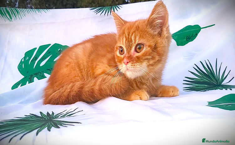 Británico de Pelo Corto gatos en venta - Anuncio 1