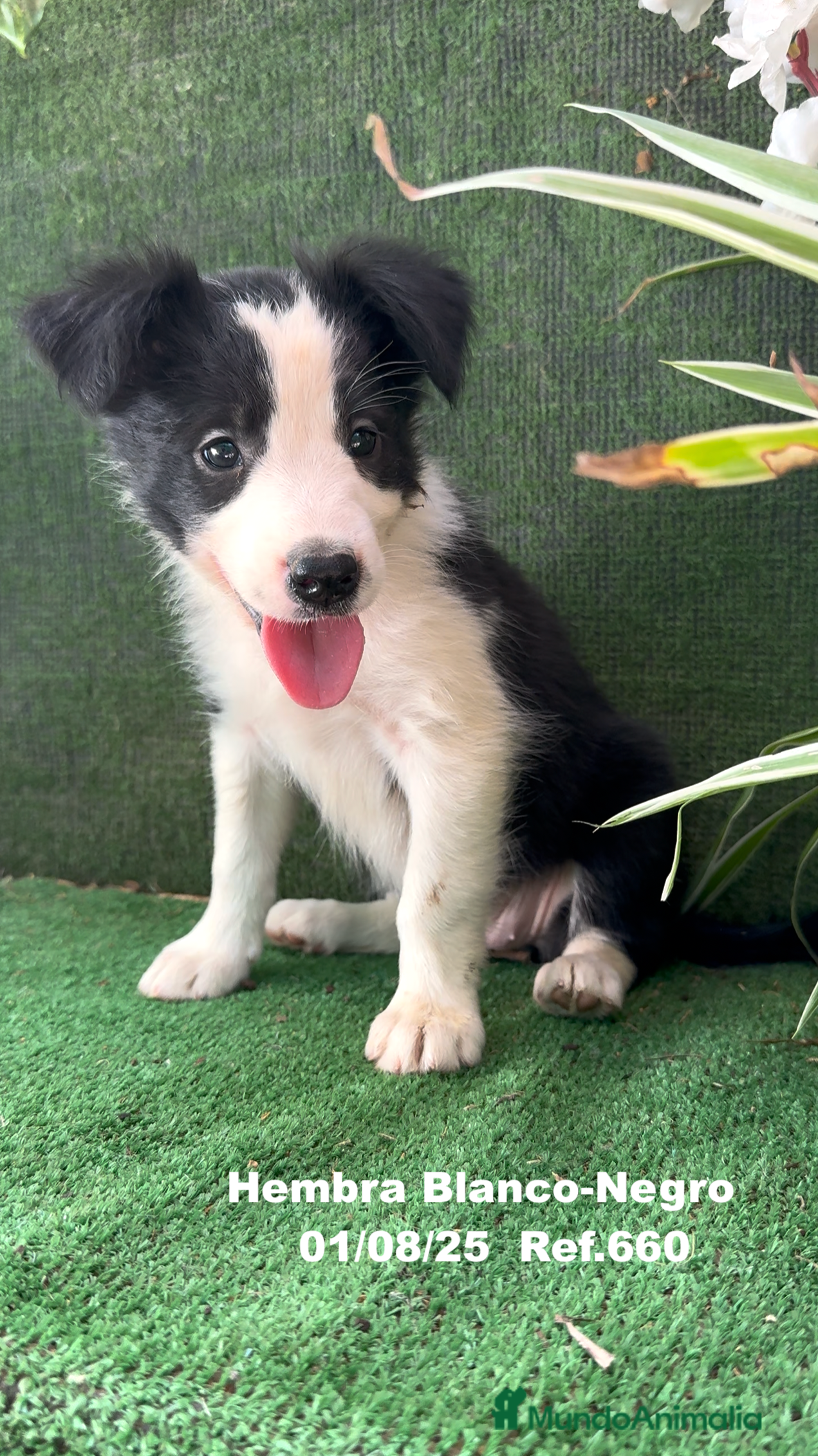 Border Collie perros Border Collie hembra - Anuncio 30