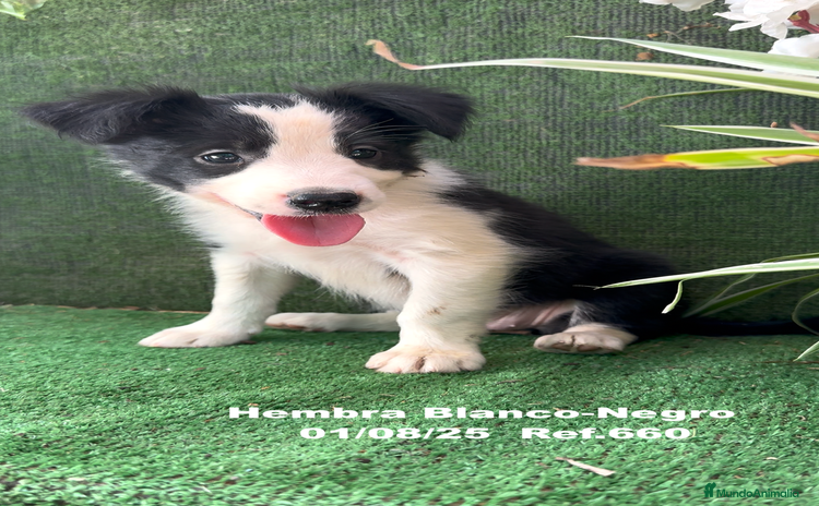 Border Collie perros - Anuncio 1