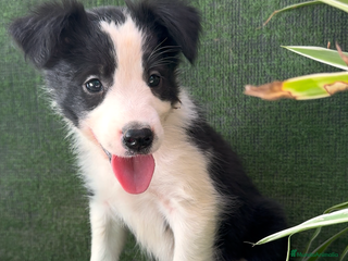 Border Collie perros Border Collie hembra - Anuncio 8