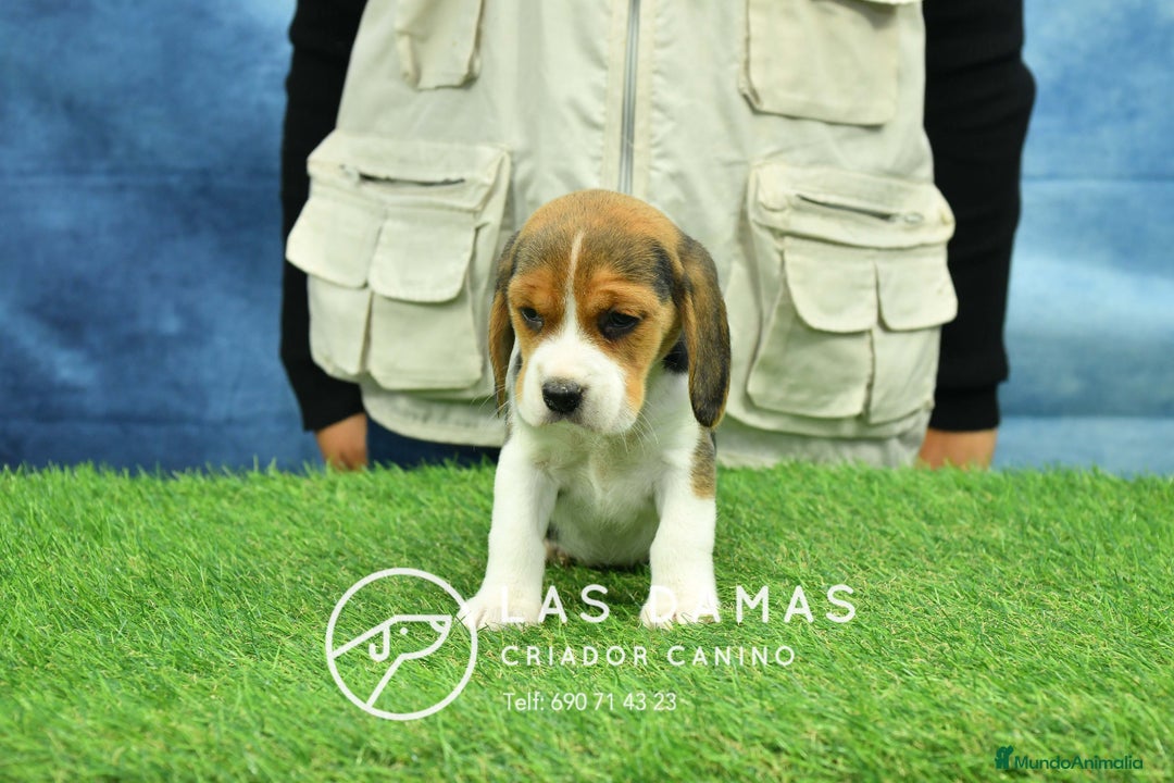 Beagle perros en venta: Beagle tricolor, criados con amor - Anuncio 1