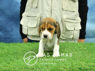 Beagle perros - Anuncio 8