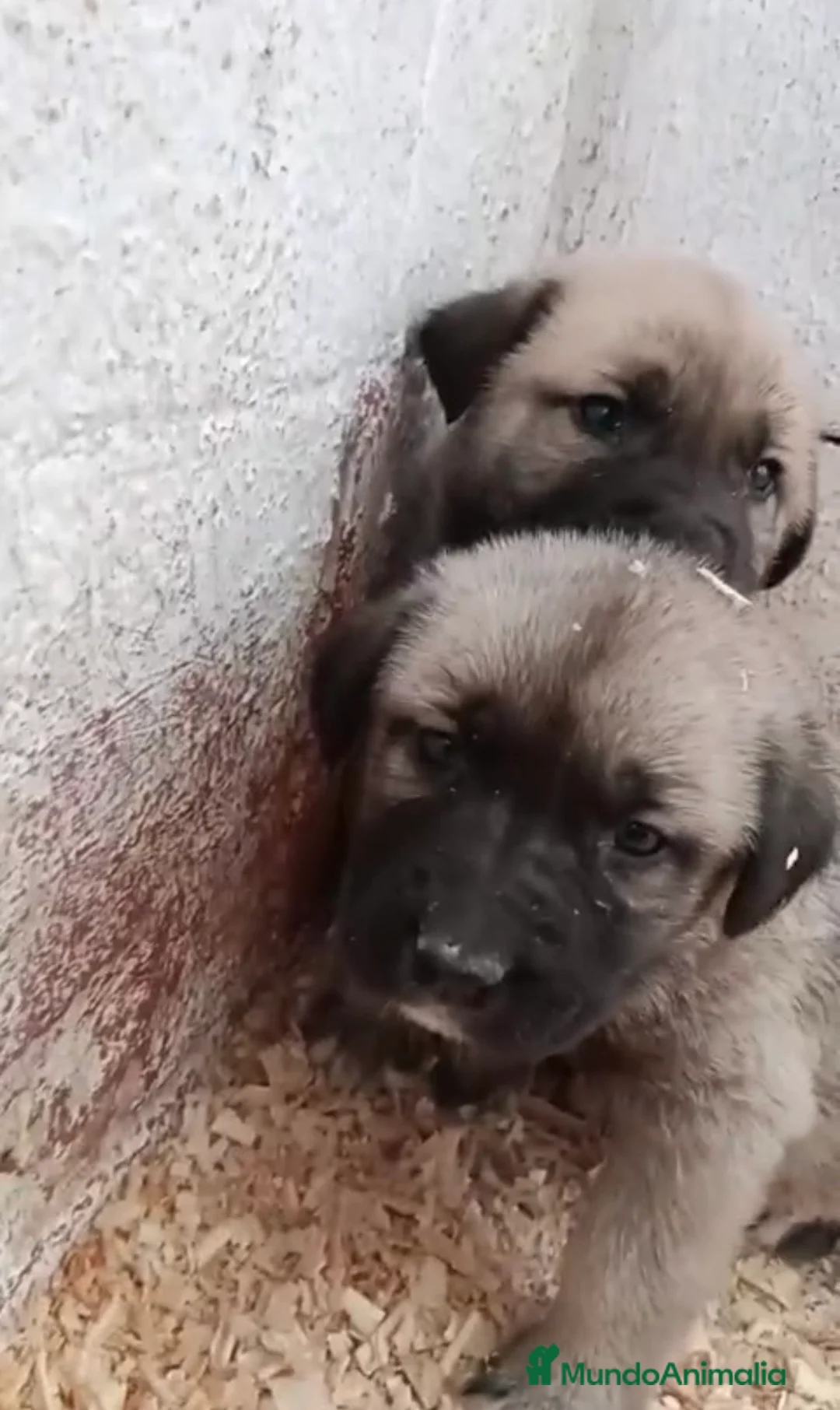 Mastín Español perros en venta: Macho y hembra de Mastin - Anuncio 1