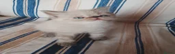Persa gatos en venta: Gatos persas  - Anuncio 2