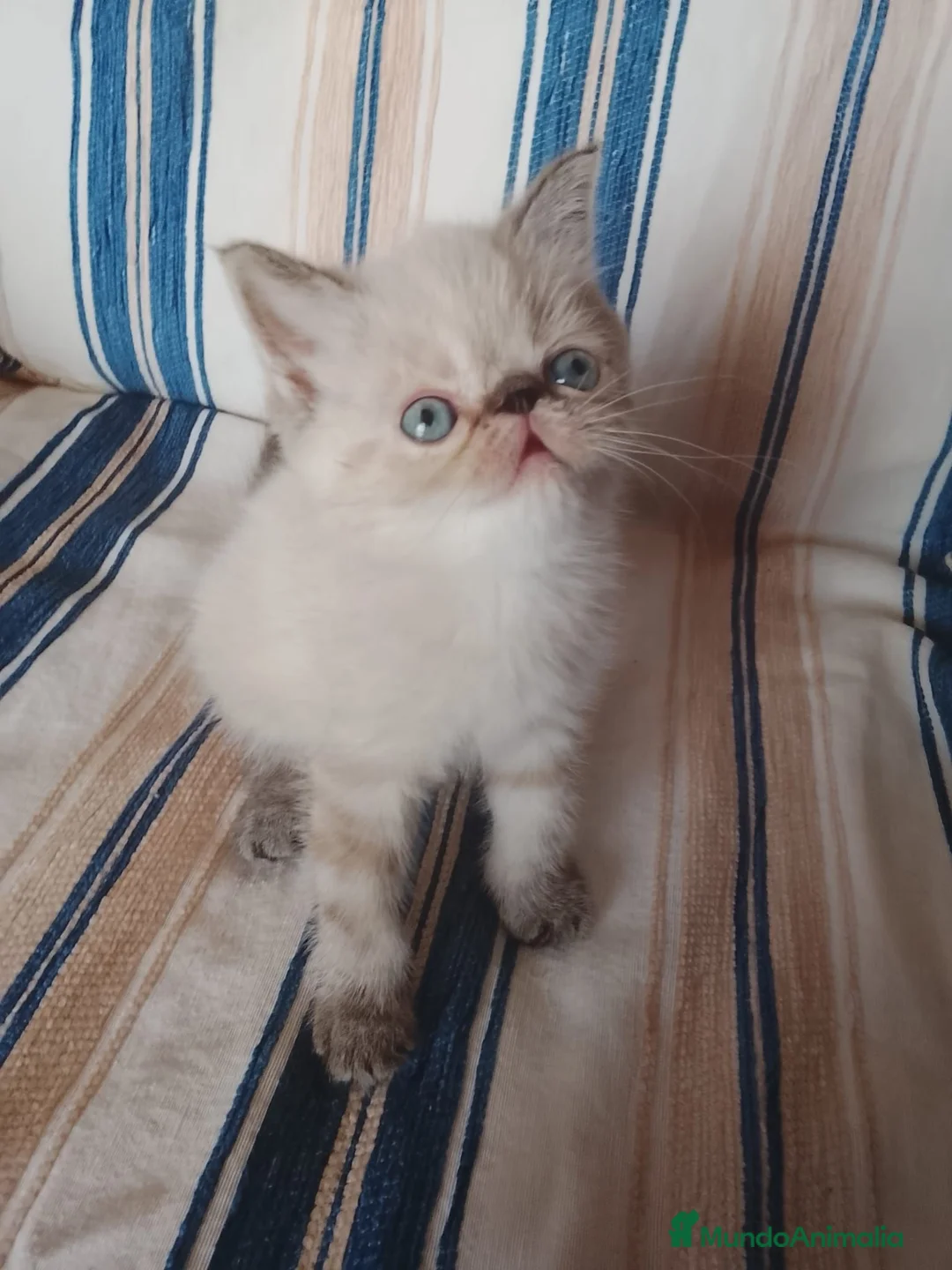 Persa gatos en venta: Gatos persas  - Anuncio 2