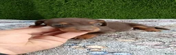 Teckel Miniatura perros en venta: Teckel kaninchen de todos los colores  - Anuncio 6