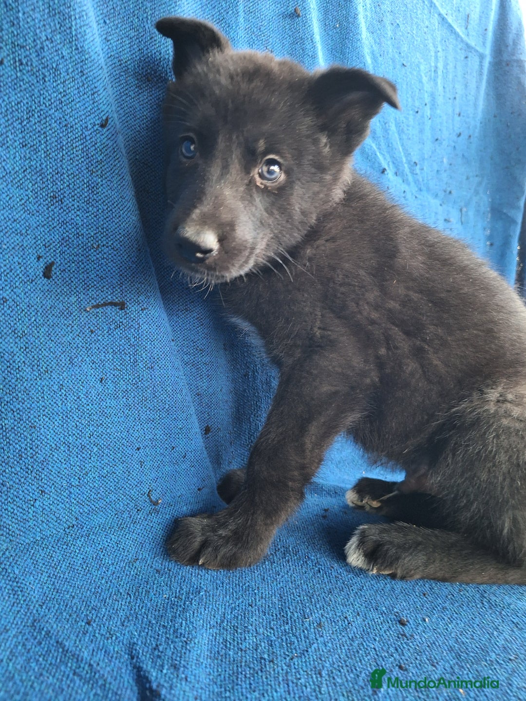 Otras razas perros en venta: PERRO LOBO AMERICANO  - Anuncio 2