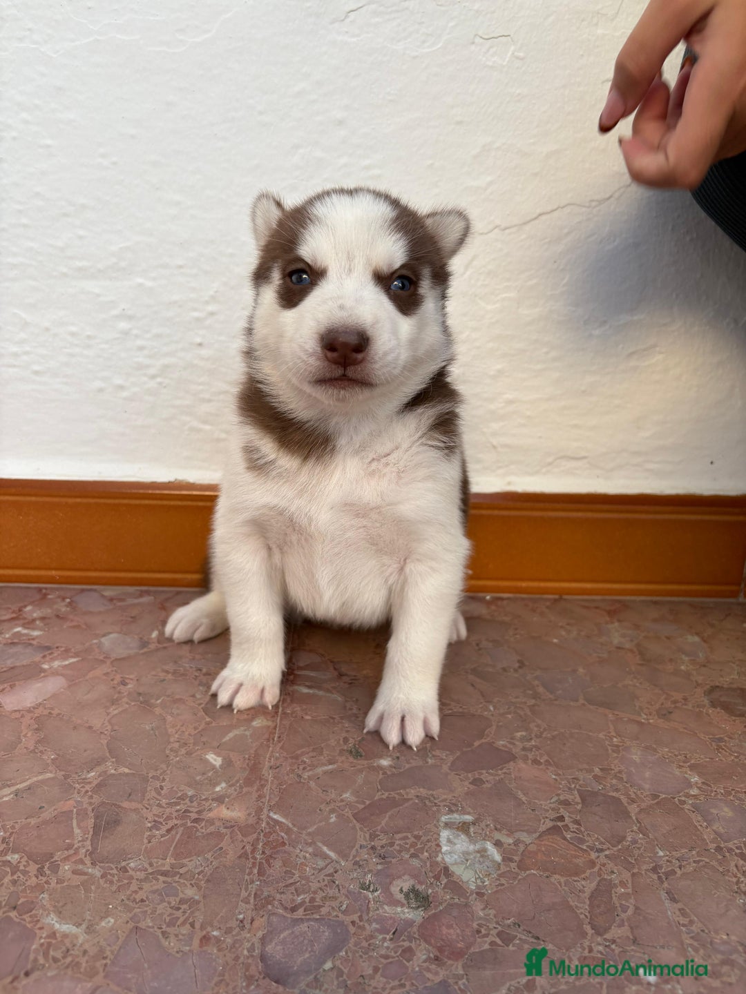Husky Siberiano perros en venta: Cachorros husky siberianos  - Imagen 2