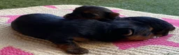 Yorkshire Terrier perros en venta: Yorkshire terrier de Prao Toro  - Anuncio 4