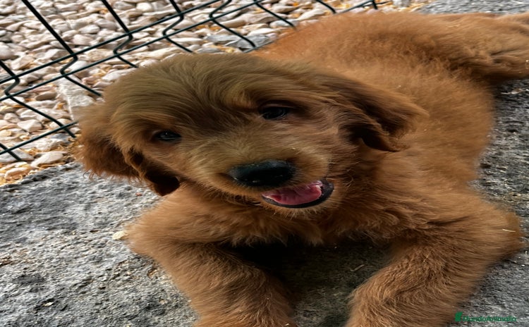 Goldendoodle perros - Anuncio 2