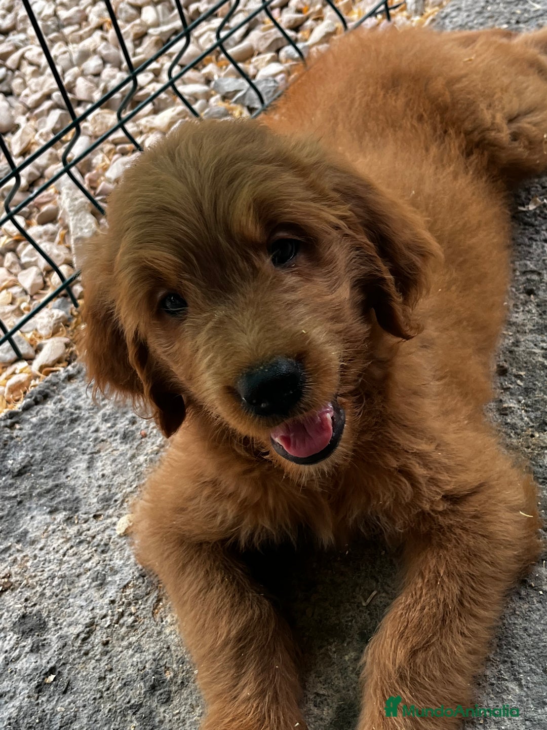 Goldendoodle perros en venta: Goldendoodle  - Imagen 1