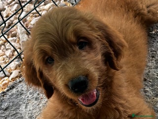 Goldendoodle perros - Anuncio 2