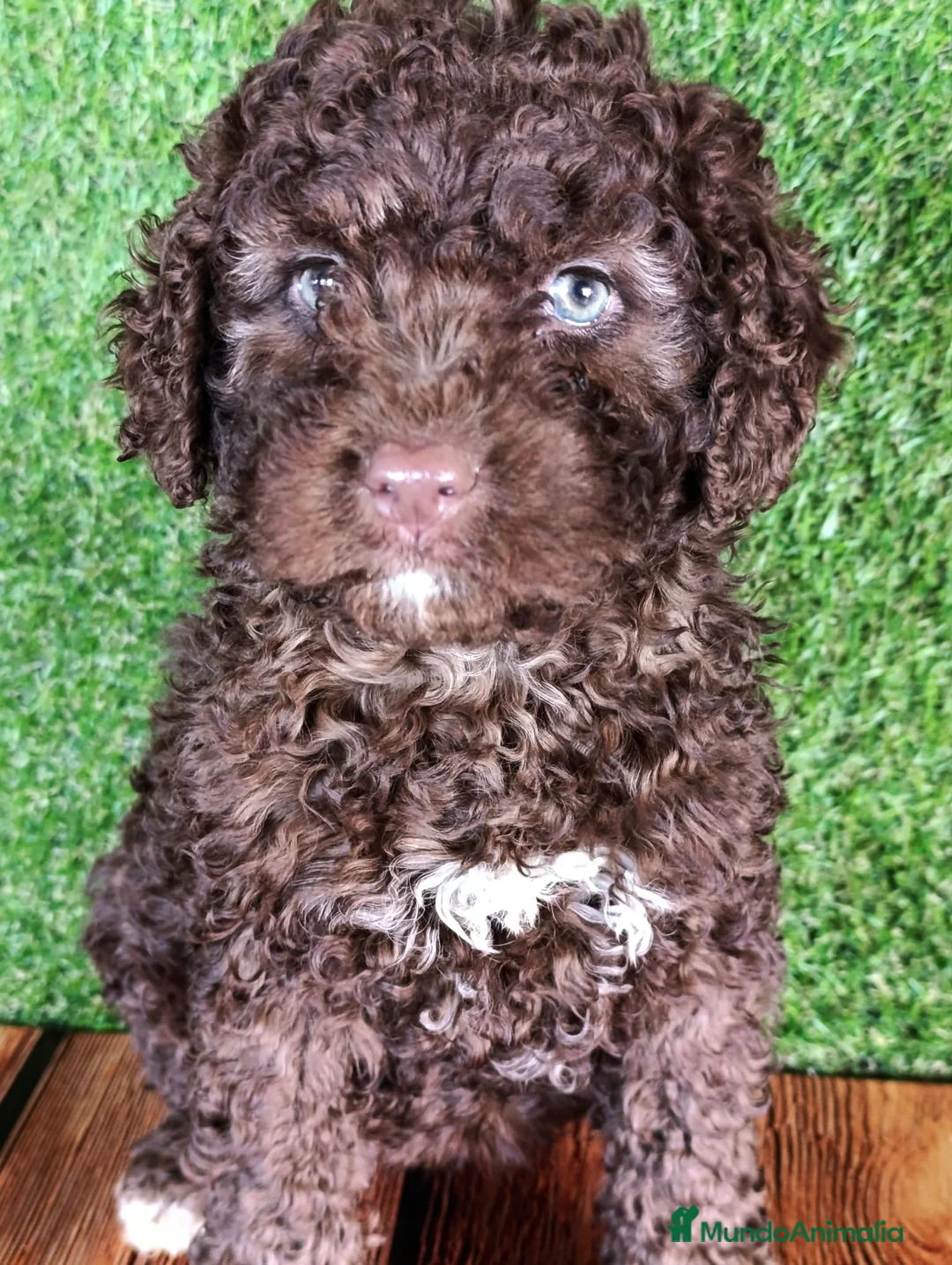 Perro de Agua Español perros en venta: PERRO DE AGUA  - Anuncio 1