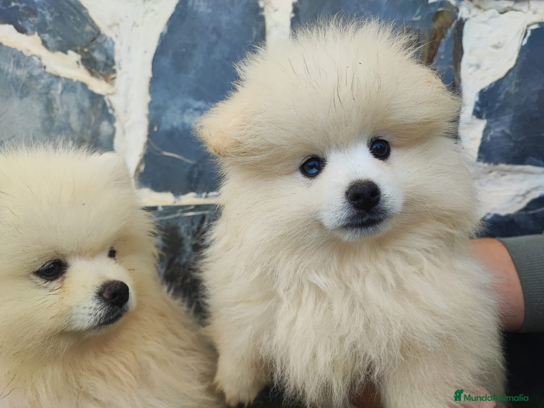Pomerania perros en venta: POMERANIAS MACHOS BLANCOS - Imagen 4