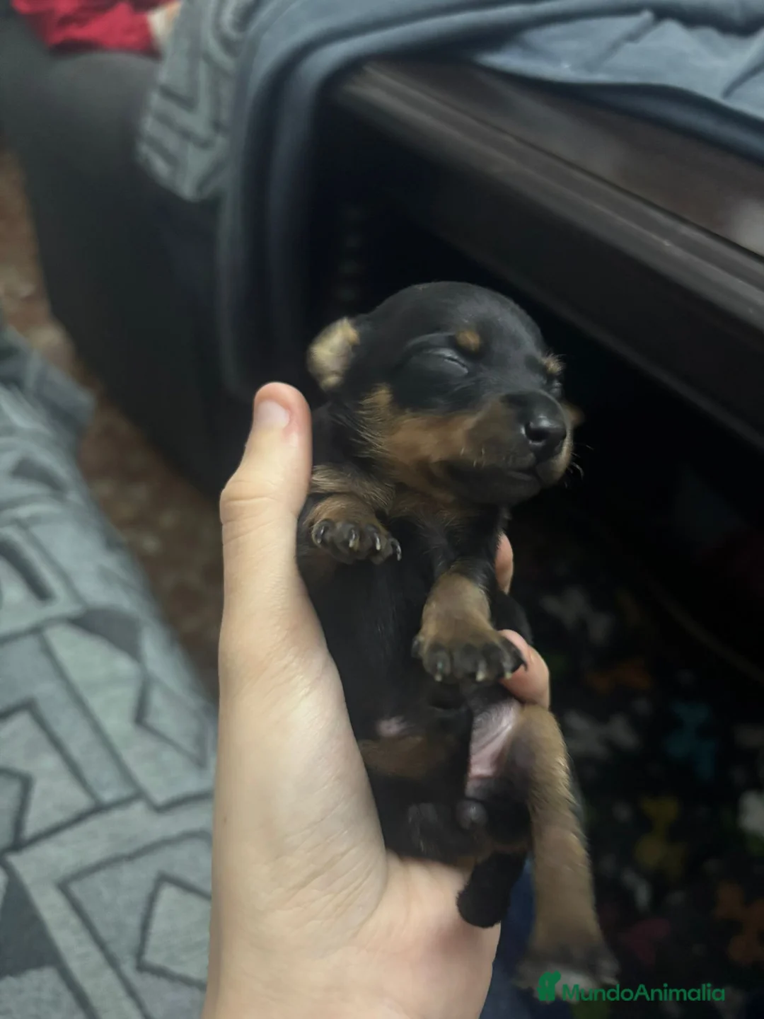 Pinscher Miniatura perros en venta: Hembra de mini pinche  - Anuncio 4