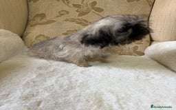 Pekinés perros en venta: Cachorros de Pekines Imperial hembras  - Imagen 22