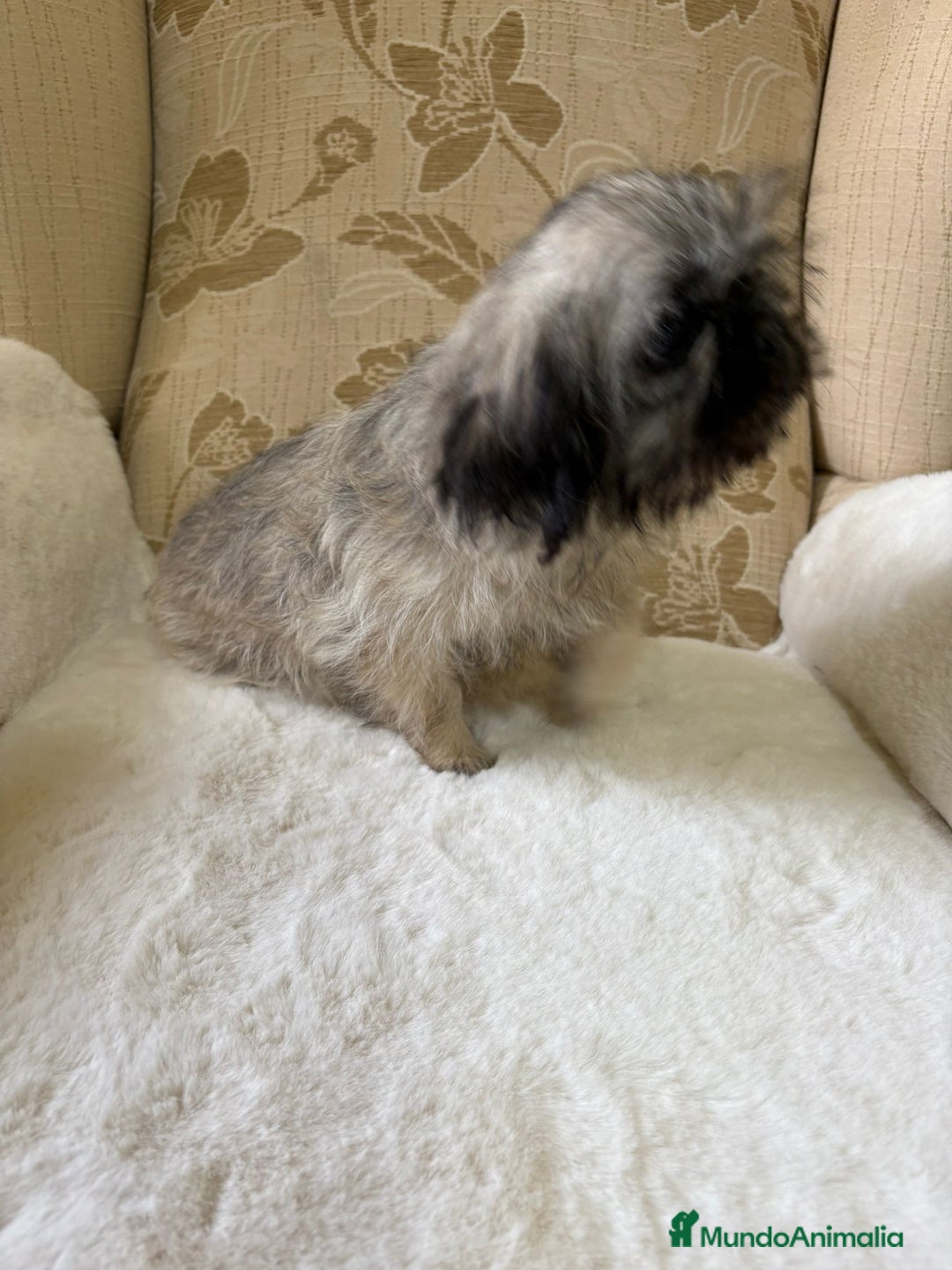 Pekinés perros en venta: Cachorros de Pekines Imperial hembras  - Imagen 22