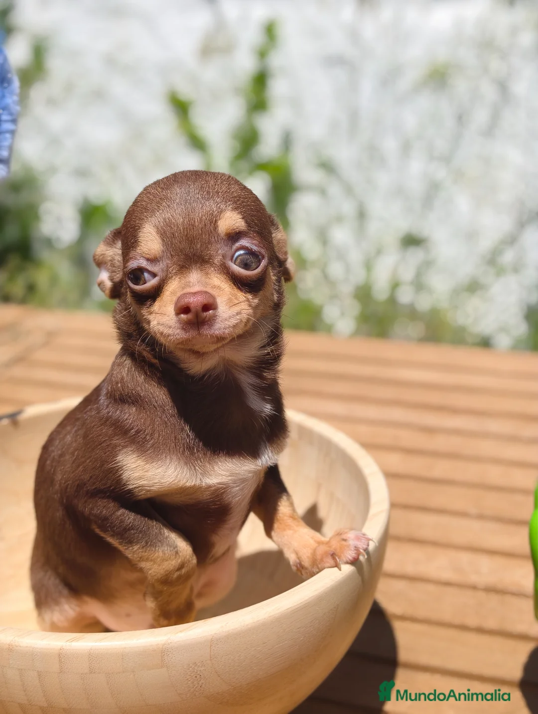 Chihuahua perros en venta: Chihuahua bicolor macho - Anuncio 2
