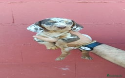 Teckel perros en venta: Hembra de teckel  - Imagen 2