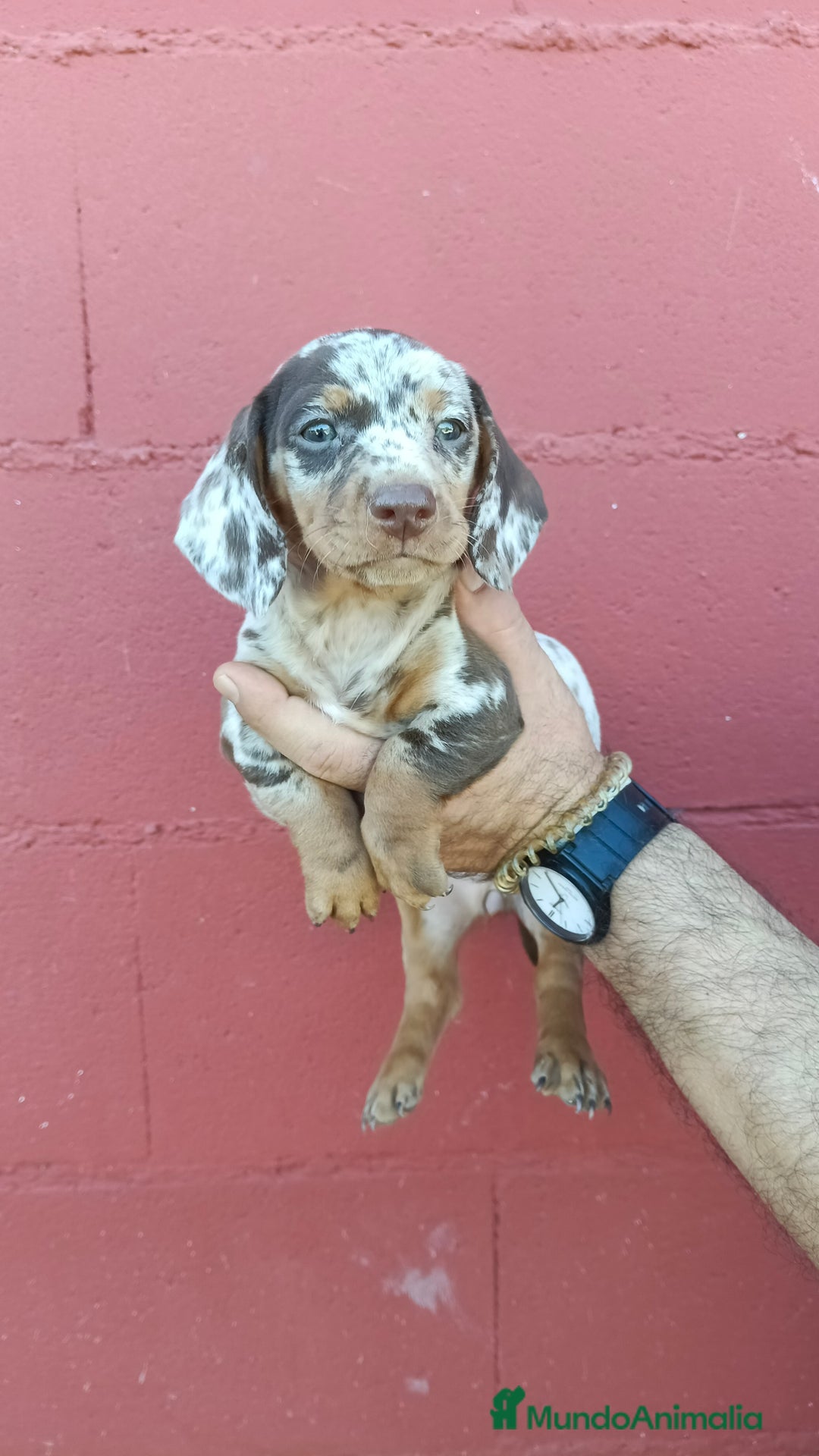 Teckel perros en venta: Hembra de teckel  - Imagen 2