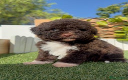 Perro de Agua Español perros en venta: PERRO DE AGUA ESPAÑOL HEMBRA - Imagen 8