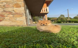 Pomerania perros en venta: Pomerania  - Imagen 2
