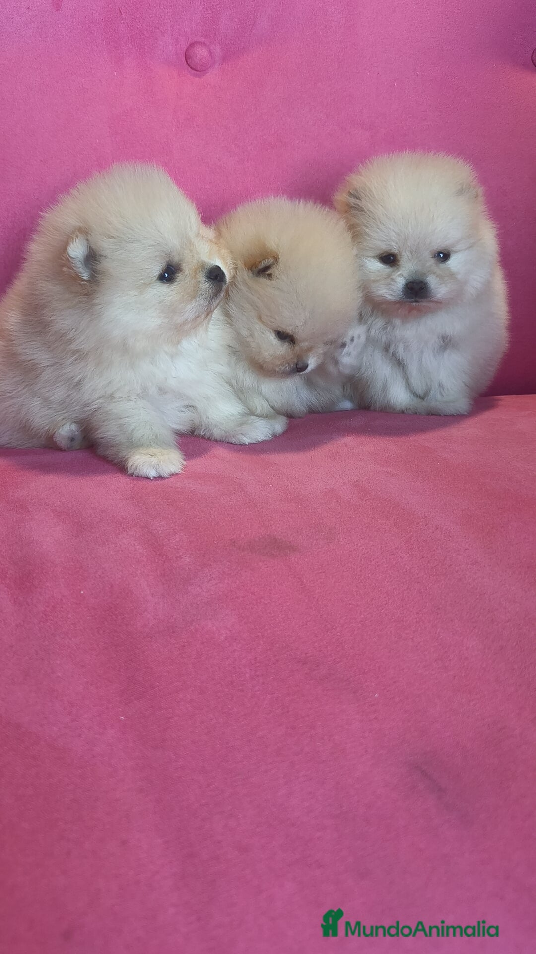 Pomerania perros en venta: Pomerania TOY Crema de calidad - Anuncio 8