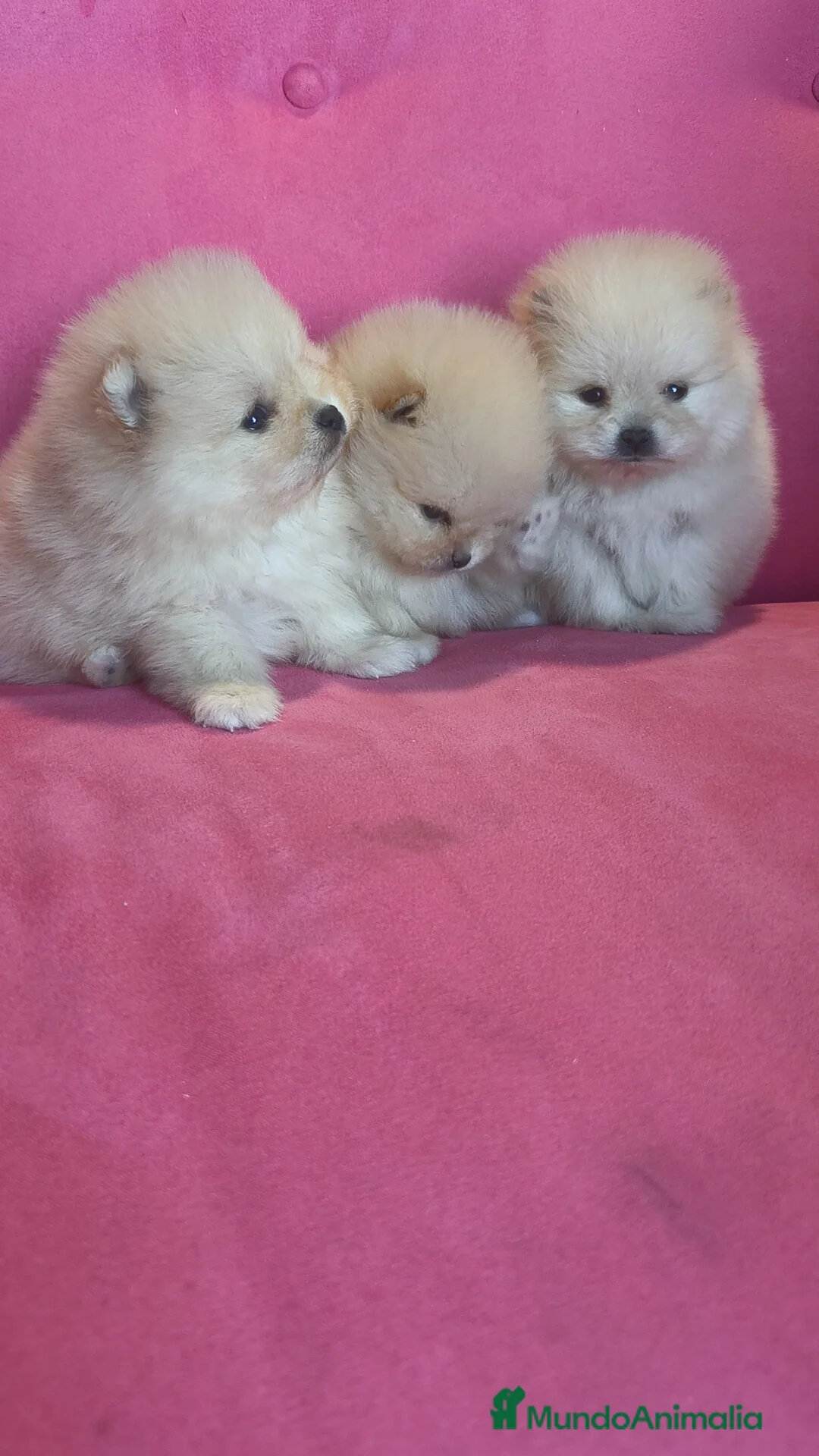 Pomerania perros en venta: Pomerania TOY Crema de calidad - Anuncio 8