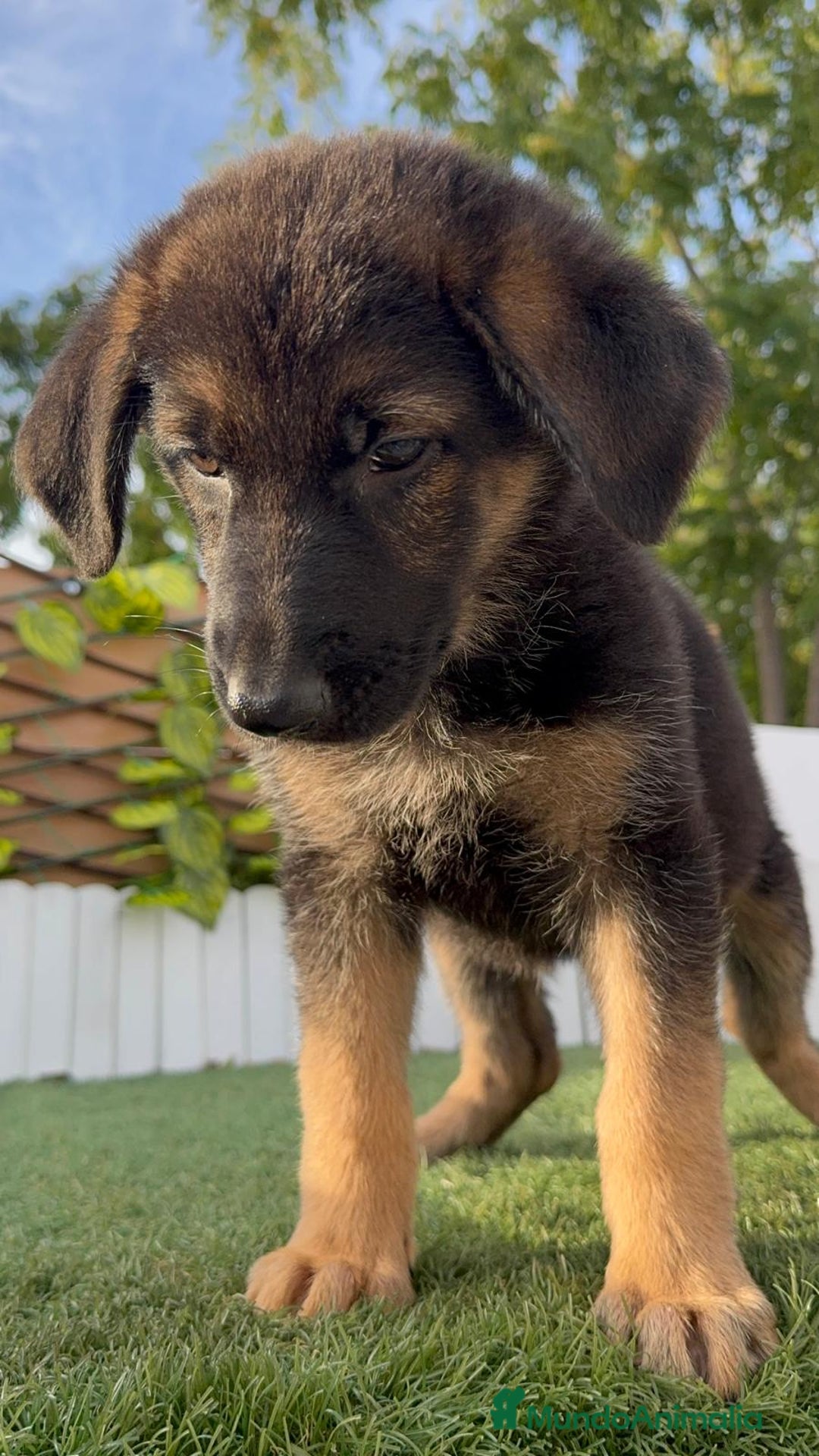 Pastor Alemán perros en venta: PASTOR ALEMAN HEMBRA - Imagen 15