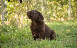 Labrador Retriever perros en venta: Labrador retriever chocolate macho - Imagen 2