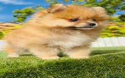 Pomerania perros en venta: POMERANIA MACHO - Imagen 22